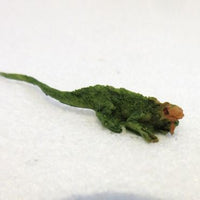 Leguan