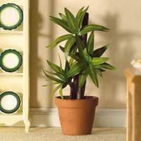 Yucca palme