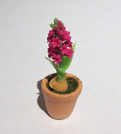 Hyacint i potte, rød
