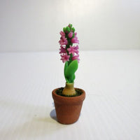 Hyachint i potte rosa