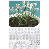 Lilje KIT 13 stilke ( hver stilk har 2 blomster) (excl.potte)