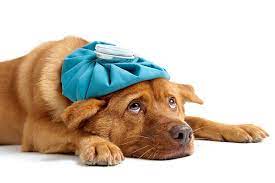 Ice bag (ikke hunden)