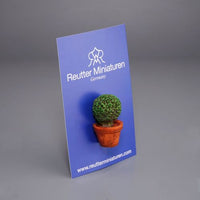 Boxwood
