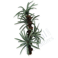 Palm tree