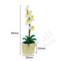 Orchid in Ceramic Pot
