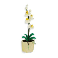 Orchid in Ceramic Pot