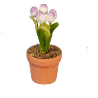 Lavendelfarvet tulipaner i potte