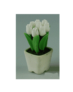 Tulipaner baby, hvid i Provence potte