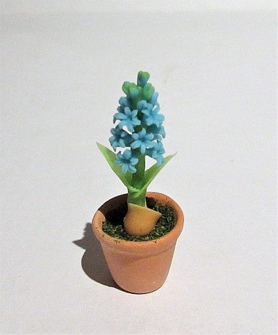Hyacint i potte, blå