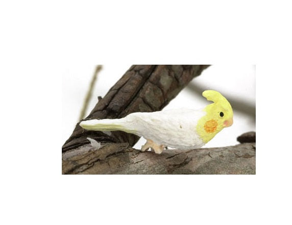 Lutino Cocktiel