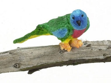Splendis grass parakeet