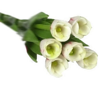 Tulipaner 6 stk, hvide